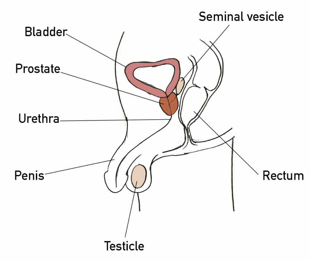Diagram of the anatomical location of the prostate.