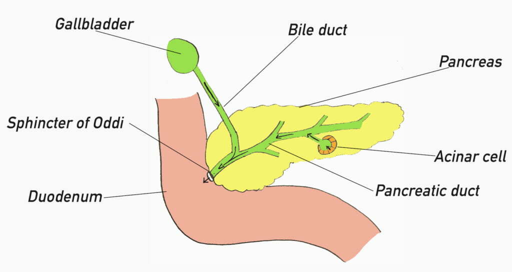 Diagram of the pancreas and biliary tree